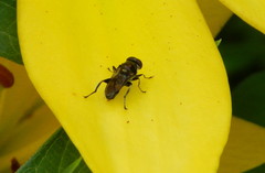 Chalcosyrphus anthreas