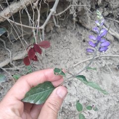 Hebecarpa caracasana