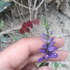 Hebecarpa caracasana