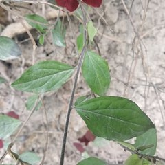 Hebecarpa caracasana