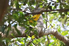 Oriolus chinensis diffusus