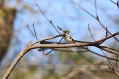 Dendronanthus indicus