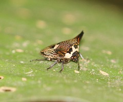 Alcimocoris coronatus
