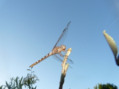 Orthemis nodiplaga
