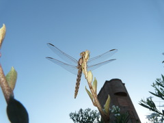 Orthemis nodiplaga
