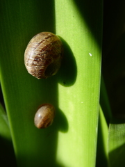 Cornu aspersum