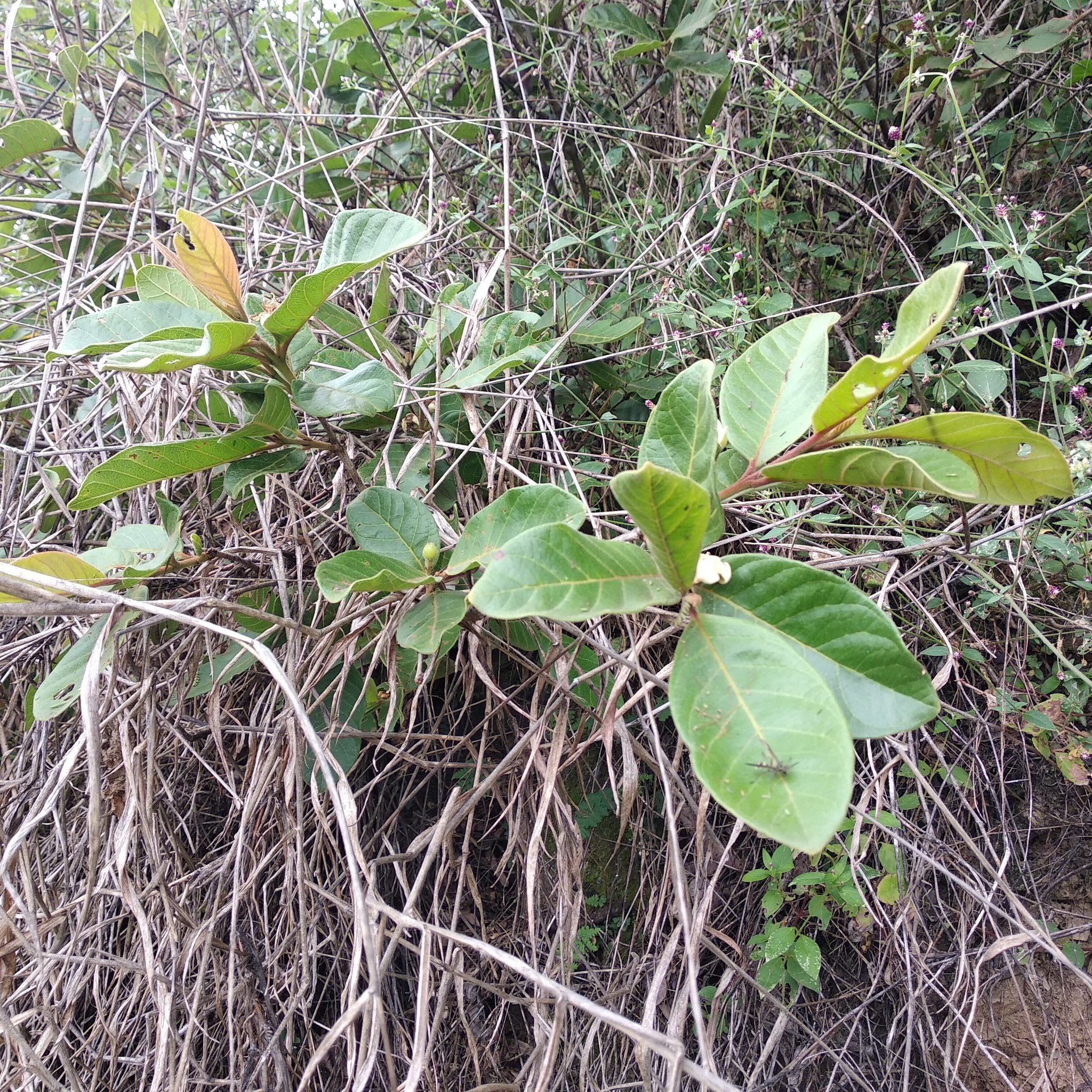 Psidium image