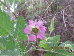 Rubus hawaiensis