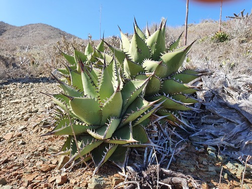 Agave margaritae