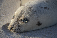 Pagophilus groenlandicus