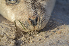 Pagophilus groenlandicus