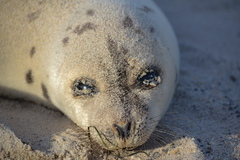Pagophilus groenlandicus