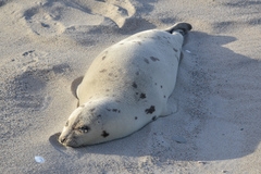 Pagophilus groenlandicus