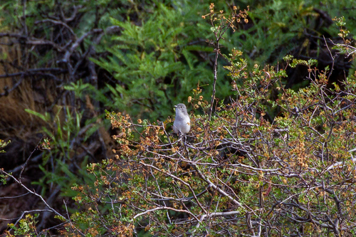 Vireo vicinior