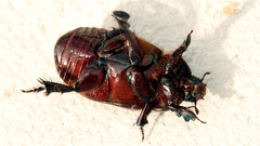 Cheiroplatys latipes