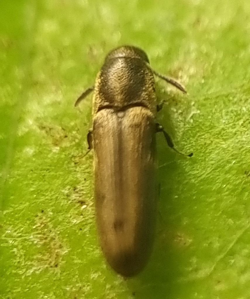 Potergus