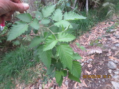 Rubus hawaiensis