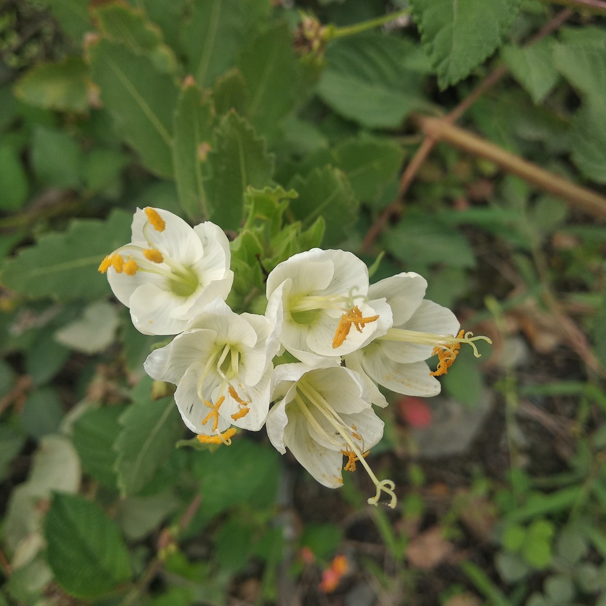Cantua quercifolia image