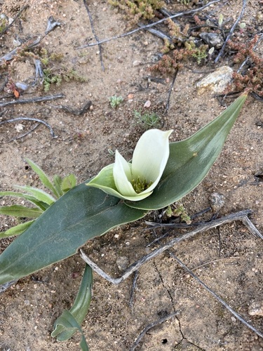 Image of Colchicum capense by (c) Charleen Brunke, some rights reserved (CC BY)
