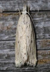 Diatraea lisetta