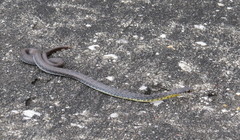 Coluber constrictor anthicus