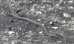 Coluber constrictor anthicus