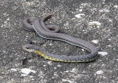 Coluber constrictor anthicus