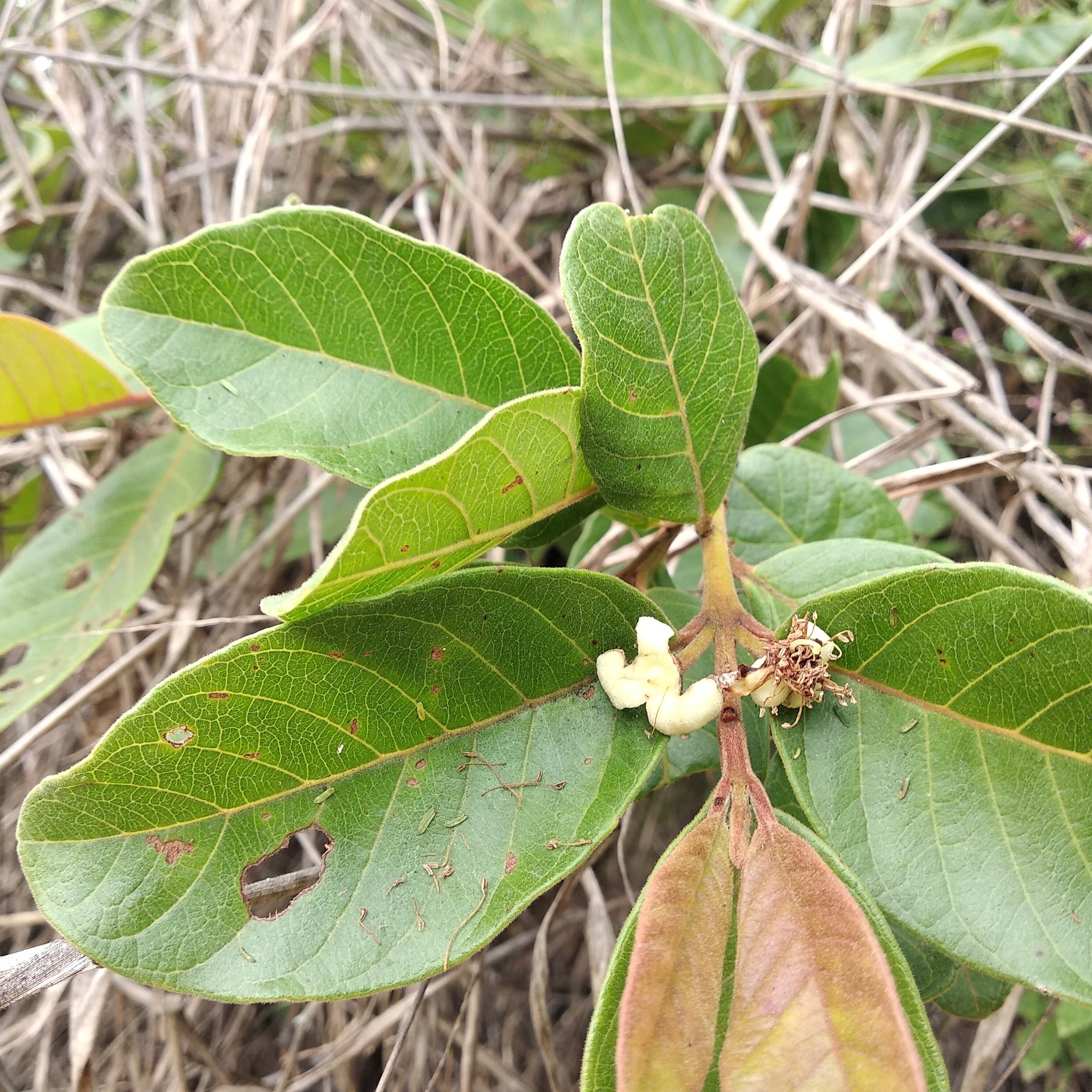 Myrtaceae image