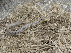 Coluber constrictor anthicus
