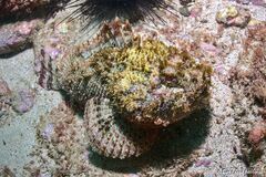 Senegalese Rockfish photo 3