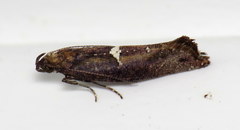 Acrolepiopsis