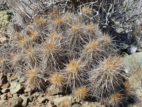 Echinocereus barthelowianus