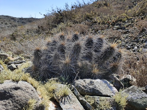Echinocereus barthelowianus