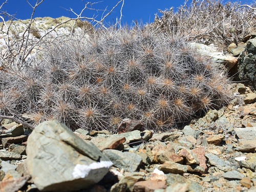 Echinocereus barthelowianus