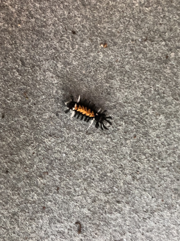 Milkweed Tussock Moth from Dustin Rd, Burtonsville, MD, US on August 22