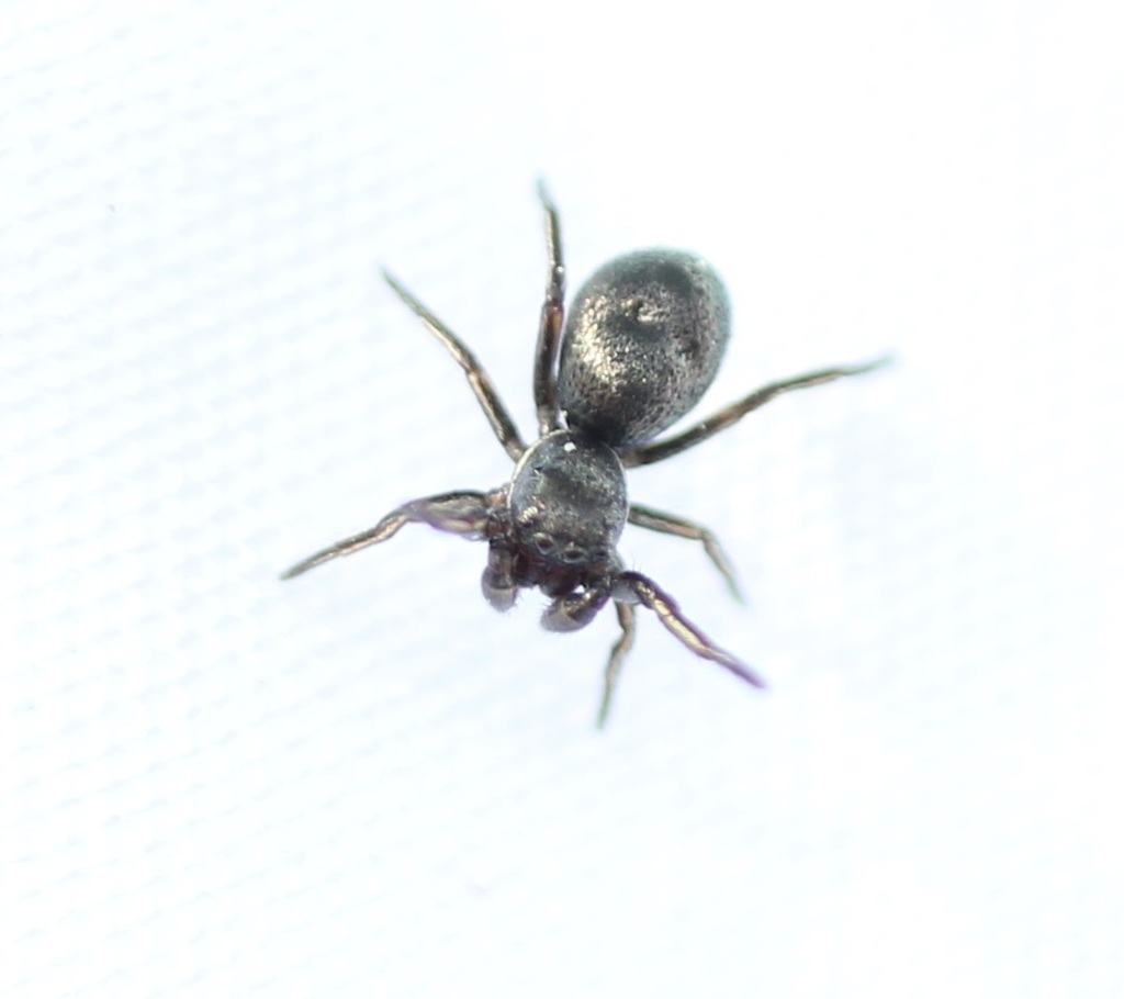 Tutelina formicaria