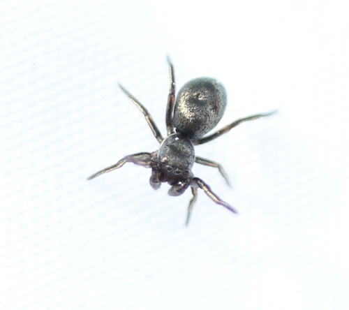 White-striped Jumping Spider