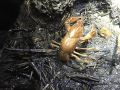 Procambarus gracilis