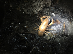 Procambarus gracilis