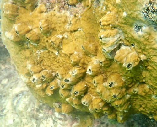 Acasta cyathus