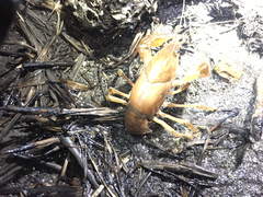 Procambarus gracilis