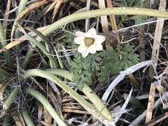 Anemone tuberosa