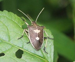 Cratonotus coloratus