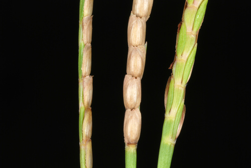 Eremochloa ophiuroides