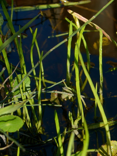 Lilaeopsis minor, photograph 5