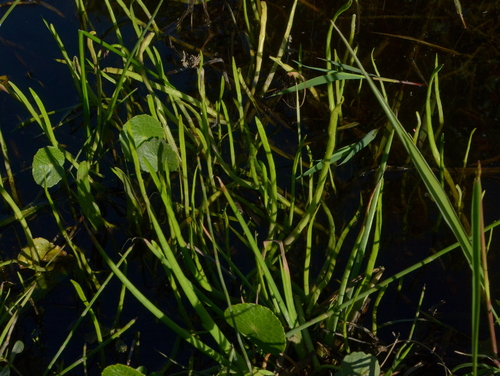 Lilaeopsis minor, photograph 4