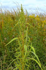 Amaranthus cannabinus