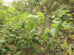 Abutilon divaricatum