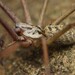 Giant House Spider Complex - Photo (c) Ludivine Lamare, some rights reserved (CC BY), uploaded by Ludivine Lamare
