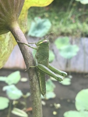 Cyrtacanthacridini